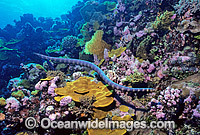 Turtlehead Sea Snake (Emydocephalus annulatus) searching for prey. Indo-Pacific