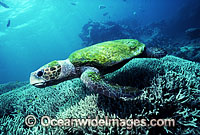 Loggerhead Sea Turtle (Caretta caretta) with carapace covered in Algae. Great Barrier Reef, Queensland, Australia. Found in tropical and warm temperate seas worldwide. Endangered species listed on IUCN Red list.