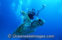 Scuba Diver photographing Loggerhead Sea Turtle (Caretta caretta). Heron Island, Great Barrier Reef, Queensland, Australia. Found in tropical and warm temperate seas worldwide. Endangered species listed on IUCN Red list.