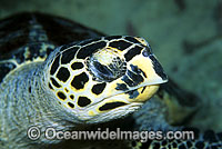 Hawksbill Sea Turtle (Eretmochelys imbricata) close-up of head detail. Great Barrier Reef, Queensland, Australia. Found in tropical and warm temperate seas worldwide. Rare. Classified Critically Endangered species on the IUCN Red List.