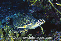 Hawksbill Sea Turtle (Eretmochelys imbricata). Great Barrier Reef, Queensland, Australia. Found in tropical and warm temperate seas worldwide. Rare. Classified Critically Endangered species on the IUCN Red List.