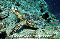 Fish feeding on algae attached to Hawksbill Sea Turtle (Eretmochelys imbricata) carapace. Sipadan Island, Malaysia.Found in tropical and warm temperate seas worldwide. Rare. Classified Critically Endangered species on the IUCN Red List.