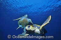 Pair of Green Sea Turtles (Chelonia mydas). Great Barrier Reef, Queensland, Australia. Found in tropical and warm temperate seas worldwide. Listed on the IUCN Red list as Endangered species.