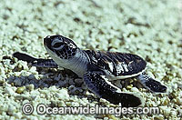 Green Sea Turtle (Chelonia mydas) - hatchling. Great Barrier Reef, Queensland, Australia. Found in tropical and warm temperate seas worldwide. Listed on the IUCN Red list as Endangered species.