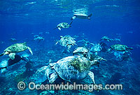 Unusual aggregation of Green Sea Turtles (Chelonia mydas) during annual breeding season. Raine Island, Great Barrier Reef, Queensland, Australia. Found in tropical and warm temperate seas worldwide. Listed on the IUCN Red list as Endangered species.
