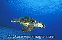 Loggerhead Sea Turtle (Caretta caretta). Great Barrier Reef, Queensland, Australia. Found in tropical and warm temperate seas worldwide. Endangered species listed on IUCN Red list.