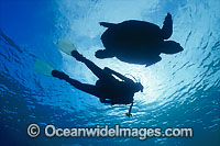 Loggerhead Sea Turtle (Caretta caretta) and Scuba Diver silhouetted against the surface. Heron Island, Great Barrier Reef, Queensland, Australia. Found in tropical and warm temperate seas worldwide. Endangered species listed on IUCN Red list.