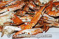Crab Seafood dish. Restaurant in Australia