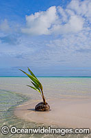 Germinating coconut washed ashore on a tropical beach. Cocos (Keeling) Islands, Indian Ocean, Australia