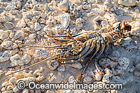 Shell of a Coral Crayfish resting on coral beach rubble, washed ashore on the high tide. Cocos (Keeling) Islands, Indian Ocean, Australia