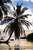 Tropical coconut palms reaching out into lagoon at sunset. Cocos (Keeling) Islands, Indian Ocean, Australia