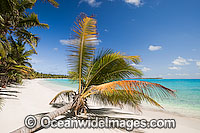 Coconut palm on a tropical beach adjacent crystal lagoon water. Cocos (Keeling) Islands, Indian Ocean, Australia