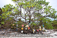 Fishing floats hanging from a tropical beach tree, placed on the tree by beach combers. Cocos (Keeling) Islands, Indian Ocean, Australia