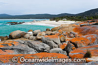 Holloway Point, an extensive lichen (Caloplaca sp.) covered granite boulder coastline. Flinders Island, Tasmania, Australia