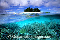 Half under and half over water picture of tropical island and Acropora Coral reef. Togian Islands, Sulawesi, Indonesia.