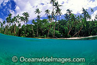 Half under and half over water picture of coconut palm fringed tropical island beach. Fijian Islands