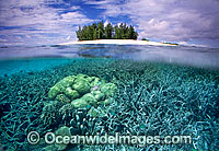 Half under and half over water picture of tropical island and Acropora Coral reef. Togian Islands, Sulawesi, Indonesia
