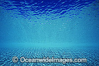 Underwater seascape - sandy sea floor and ocean surface. Coral Sea, Australia