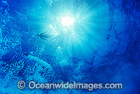 Diver swimming through sunrays filtering through ocean surface. Great Barrier Reef, Queensland, Australia.