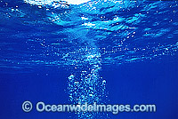 Underwater seascape - rising bubbles in sea water. Great Barrier Reef, Queensland, Australia.