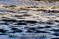 Seascape - sunset reflection on surface. Hayman Island, Whitsunday Islands, Queensland, Australia