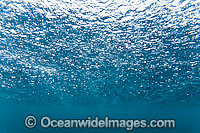 Underside view of the ocean surface broken by penetrating rain droplets. Indo-Pacific