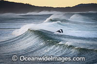 Indo-Pacific Bottlenose Dolphins (Tursiops aduncas), playing in the surf. Creascent Head, New South wales, Australia.