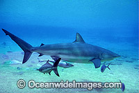 Dusky Shark (Carcharhinus obscurus) - with Remora Suckerfish. Also known as Black Whaler and Bronze Whaler. Found throughout Australia in tropical and warm temperate seas.