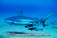 Dusky Shark (Carcharhinus obscurus) - with Remora Suckerfish. Also known as Black Whaler and Bronze Whaler. Found throughout Australia in tropical and warm temperate seas.