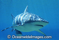 Dusky Shark (Carcharhinus obscurus). Also known as Black Whaler and Bronze Whaler. Found throughout Australia in tropical and warm temperate seas.