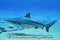 Bronze Whaler Shark (Carcharhinus brachyurus). Also known as Copper Shark and Cocktail Shark and Cocktail Shark. Found throughout Southern Australia in warm temperate seas.