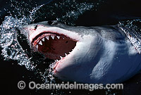 Great White Shark (Carcharodon carcharias), with open jaws on surface. Found throughout the world's oceans, but mostly in temperate seas. Photo was taken at Gansbaai, South Africa. Protected species Classified as Vulnerable on the IUCN Red List.
