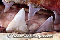 Detail of a dead Great White Sharks teeth (Carcharodon carcharias). South Australia. Protected species.