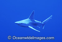 Sandbar Shark (Carcharhinus plumbeus). Also known as Thickskin Shark. Found in Tropical and Warm Temperate Seas of the world.