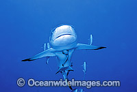Grey Reef Shark (Carcharhinus amblyrhynchos) with Remora Suckerfish attached, escorted by Jacks. Also known as Grey Reef Shark, Black-vee Whaler and Longnose Blacktail Shark. Great Barrier Reef, Queensland, Australia. Indo-West & Central Pacific.
