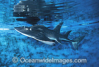 Shark Ray (Rhina ancylostoma). Also known as Bowmouth Guitarfish and Mud Skate (aquarium photo). New South Wales, Australia