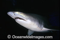 Grey Nurse Shark (Carcharias taurus). Also known as Sand Tiger Shark and Spotted Ragged-tooth Shark. New South Wales, Australia. Classified Vulnerable IUCN Red List, protected in Australia.