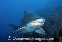 Grey Nurse Shark (Carcharias taurus). Also known as Sand Tiger Shark and Spotted Ragged-tooth Shark. Solitary Islands, New South Wales, Australia. Classified Vulnerable IUCN Red List, protected in Australia.