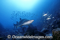 Grey Nurse Shark (Carcharias taurus) feeding on Mackeral. Also known as Sand Tiger Shark and Spotted Ragged-tooth Shark. New South Wales, Australia. Classified Vulnerable IUCN Red List, protected in Australia.