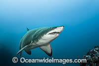 Grey Nurse Shark (Carcharias taurus). Known as Grey Nurse Shark in Australia, Sand Tiger Shark in USA and Ragged-tooth Shark in South Africa. Solitary Islands, NSW, Australia. Vulnerable on IUCN Red List of Threatened Species. Protected in Australia