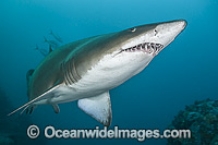 Grey Nurse Shark (Carcharias taurus). Known as Grey Nurse Shark (Australia), Sand Tiger Shark (USA) and Ragged-tooth Shark (South Africa). Photo taken at Solitary Islands, NSW, Australia. Classified as Vulnerable on IUCN Red List. Protected in Australia.
