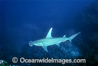 Great Hammerhead Shark (Sphyrna mokarran). Rowley Shoals, Western Australia