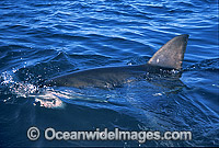 Great White Shark (Carcharodon carcharias) with dorsal fin breaking surface. Gansbaai, South Africa. Protected species Classified as Vulnerable on the IUCN Red List.