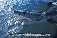 Great White Shark (Carcharodon carcharias) with open jaws on surface. Gansbaai, South Africa. Protected species.