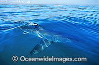 Great White Shark (Carcharodon carcharias) beneath the surface. Gansbaai, South Africa. Protected species.