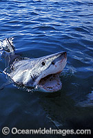 Great White Shark (Carcharodon carcharias). Neptune Islands, South Australia. Protected species.