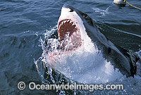 Great White Shark (Carcharodon carcharias) with open jaws on surface. Gansbaai, South Africa. Protected species Classified as Vulnerable on the IUCN Red List.