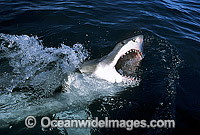 Great White Shark (Carcharodon carcharias) with open jaws on surface. Gansbaai, South Africa. Protected species Classified as Vulnerable on the IUCN Red List.