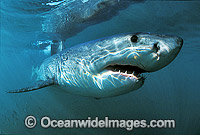 Great White Shark (Carcharodon carcharias) underwater. Also known as White Pointer and White Death. Gansbaai, South Africa. Listed as Vulnerable Species on the IUCN Red List.