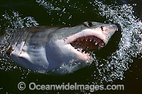 Great White Shark (Carcharodon carcharias), with open jaws on surface. Found throughout the world's oceans, but mostly in temperate seas. Photo was taken at Gansbaai, South Africa. Protected species Classified as Vulnerable on the IUCN Red List.
